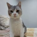 Photo of Smokey
