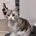 Photo of Smokey