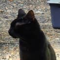 Photo of Raven
