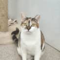 Photo of Cacah