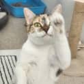 Photo of Cacah