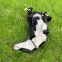 Photo of π C04425 Pepper π
