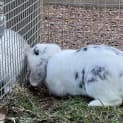 Photo of Blueberry Bun