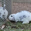 Photo of Blueberry Bun