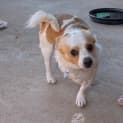 Photo of Stitch
