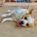 Photo of Stitch