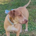 Photo of Honey