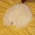 Photo of Boreas