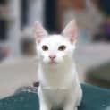 Photo of Luci