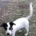 Photo of Jarrah