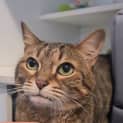 Photo of Tater Tot
