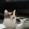 Photo of Pippi