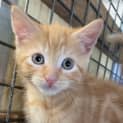 Photo of Garfield