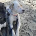 Photo of Phoebe *250 Adoption Fee*