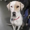 Photo of Phoebe *250 Adoption Fee*