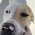 Photo of Phoebe *250 Adoption Fee*
