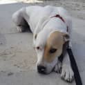 Photo of Phoebe *250 Adoption Fee*