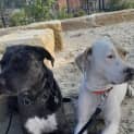 Photo of Phoebe *250 Adoption Fee*