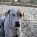 Photo of Phoebe *250 Adoption Fee*