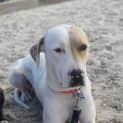 Photo of Phoebe *250 Adoption Fee*