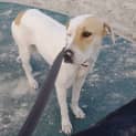Photo of Phoebe *250 Adoption Fee*
