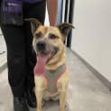 Photo of Maisie