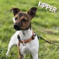 Photo of Kipper