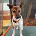 Photo of Kipper