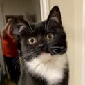 Photo of Little Queen Charlie