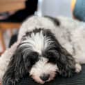 Photo of Suki