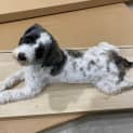Photo of Suki