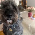 Photo of Stella D