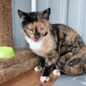 Photo of Queen Eliza Puss