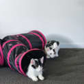 Photo of Nova And Dobbie