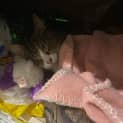 Photo of Jasmine
