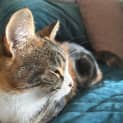 Photo of Jasmine