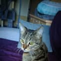 Photo of Marley