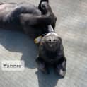 Photo of Valerians Pups!