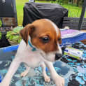 Photo of Snickers