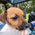 Photo of Truffles