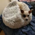 Photo of Rose
