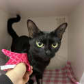 Photo of Cinders