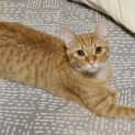 Photo of Annie