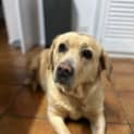 Photo of Daisy