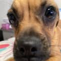 Photo of Daisy