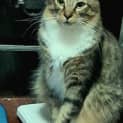 Photo of Peanut