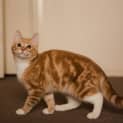 Photo of Honey Quackenbush