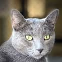Photo of Vito Corleone