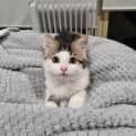 Photo of Mojito