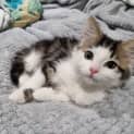 Photo of Mojito